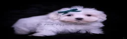 Maltese dogs for sale: Ming Ming - Ad 3