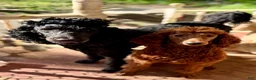 Standard Poodle dogs for sale: Green - Ad 5