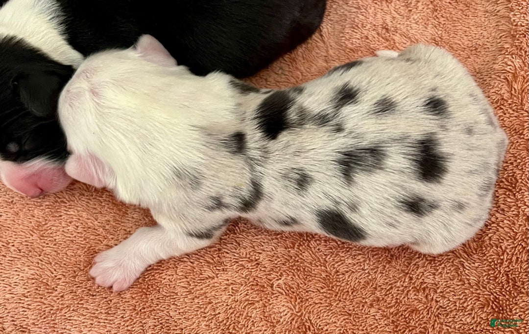 Welsh Corgi Cardigan dogs for sale: Welsh Corgi Cardigan Puppy 2: 88 - Ad 3