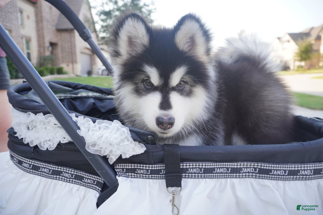 Alaskan Malamute dogs for sale: Xiao Zi - Ad 1