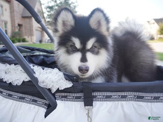 Alaskan Malamute dogs Xiao Zi - Ad 33