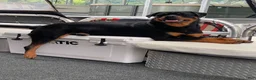 Rottweiler dogs for sale: Rottweiler 1 - Ad 16