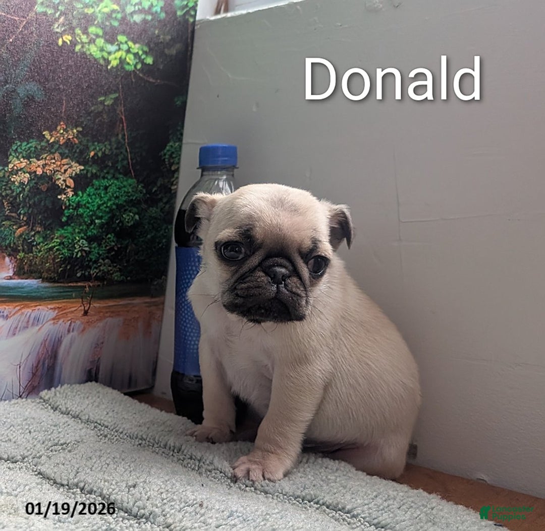 Pug dogs for sale: Donald - Ad 1