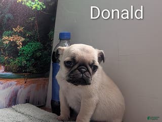 Pug dogs Donald - Ad 12