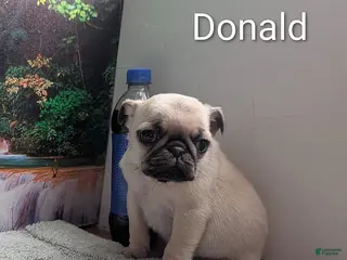 Pug dogs Donald - Ad 14