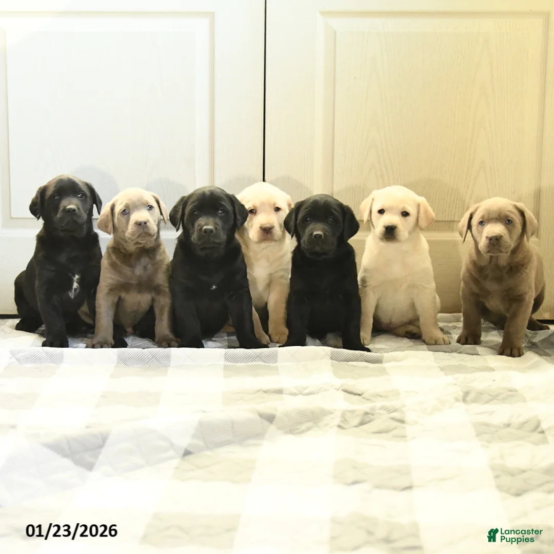 Labrador Retriever dogs for sale: Princess - Ad 3