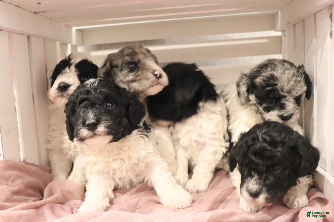Miniature Poodle dogs for sale: Dakota - Ad 9