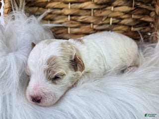 Bichpoo dogs - Ad 18