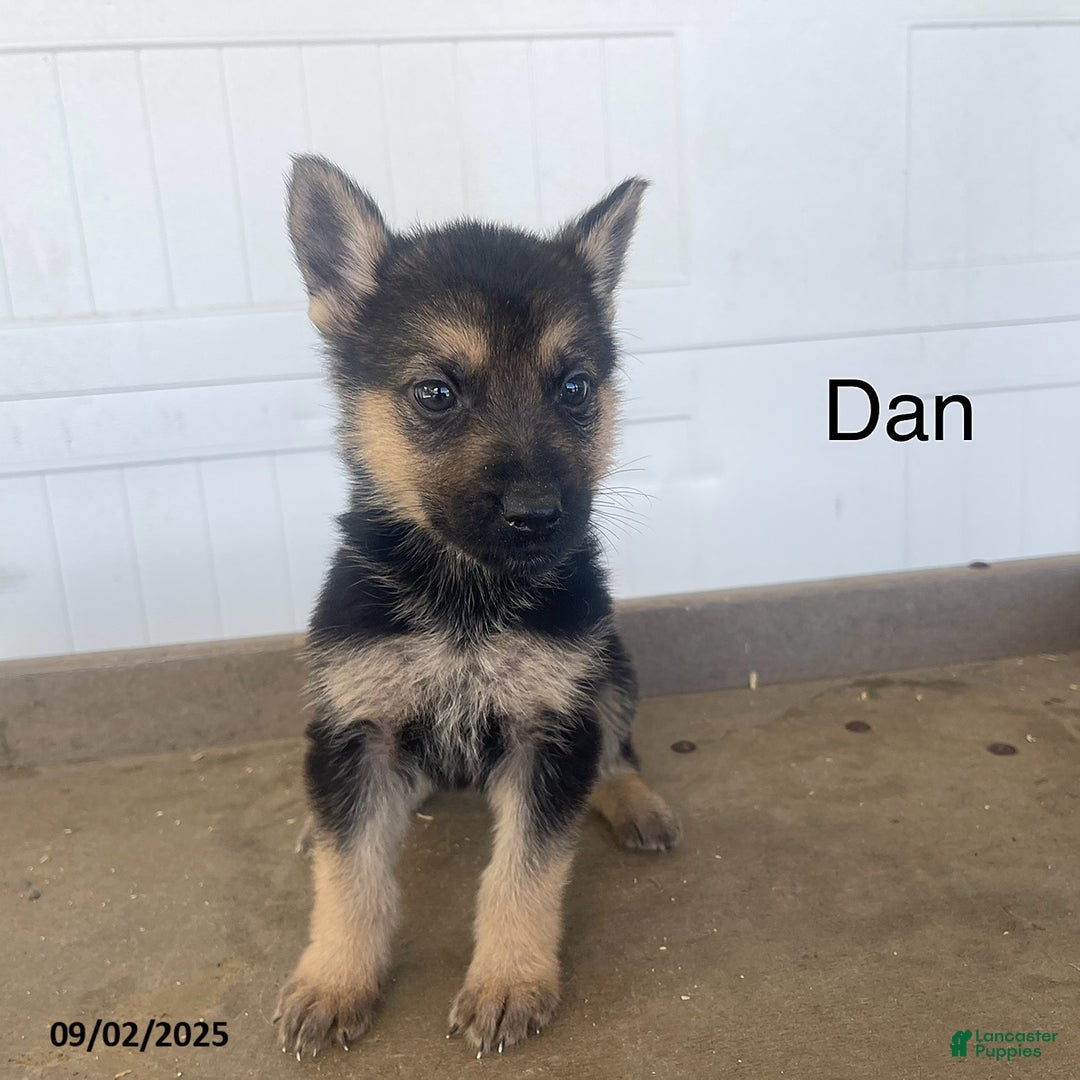 Isabella German Blue Gsd For Sale Buy Isabella German Shepherd Hotsell