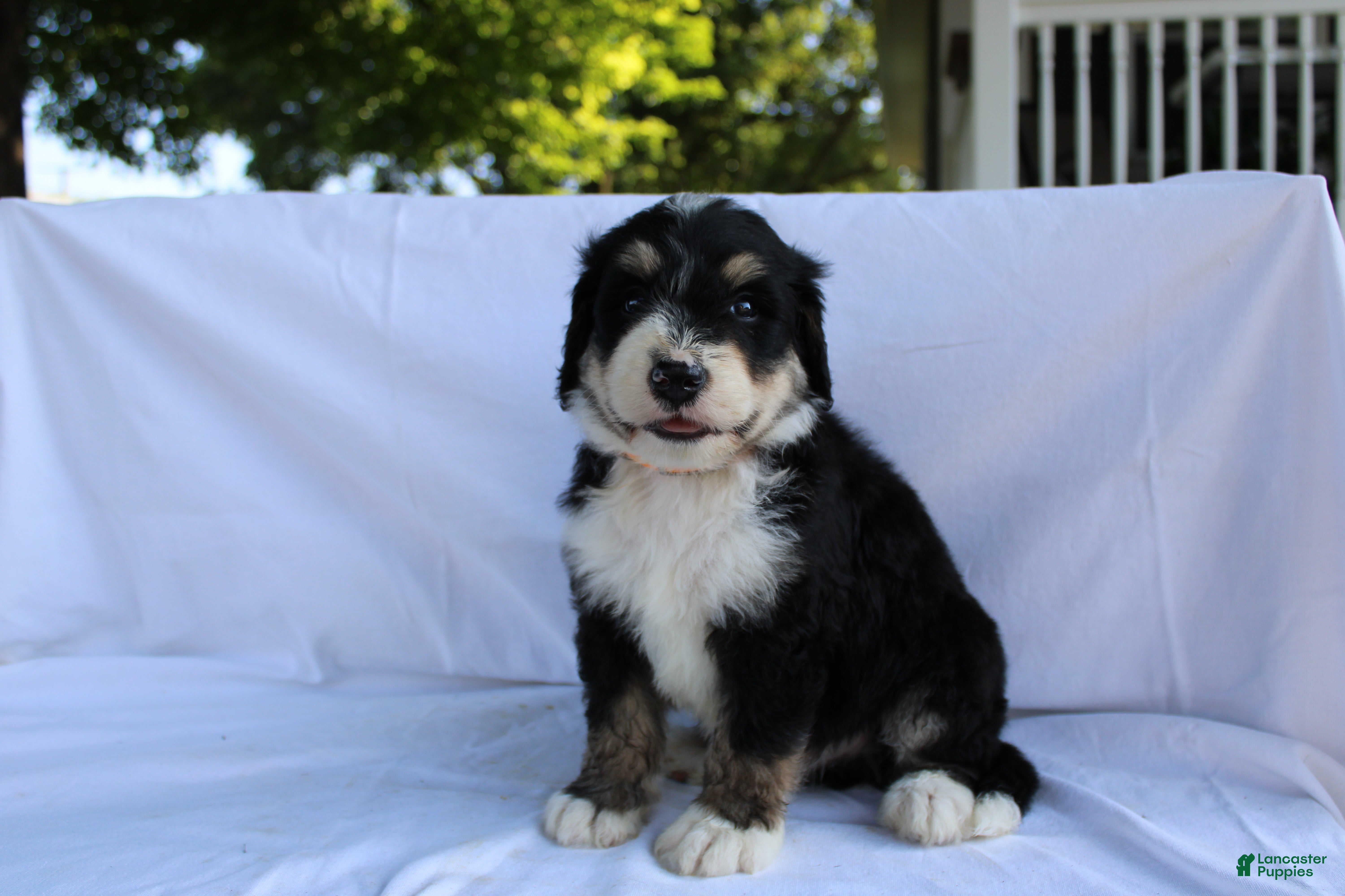 Bernedoodle dogs Shooter - Ad 2