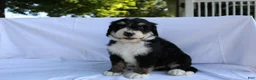Bernedoodle dogs for sale: Shooter - Ad 2