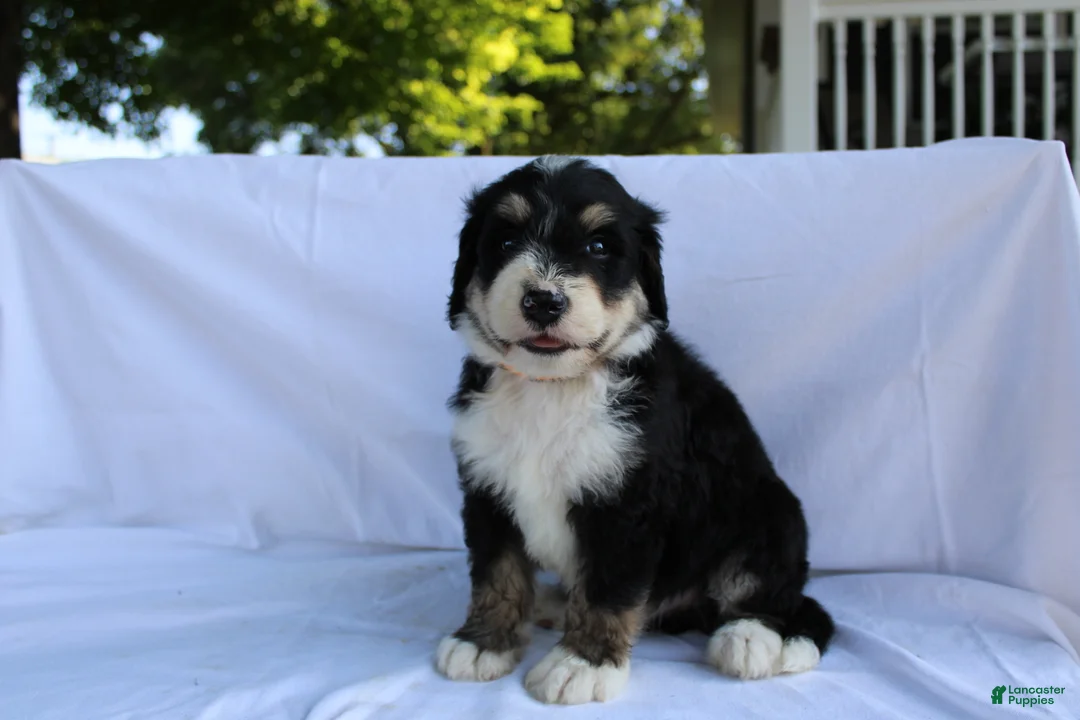 Bernedoodle dogs for sale: Shooter - Ad 2