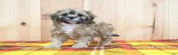 Shihpoo dogs for sale: Jody - Ad 3