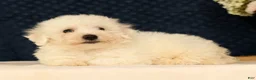 Bichon Frise dogs for sale: Indy - Ad 5
