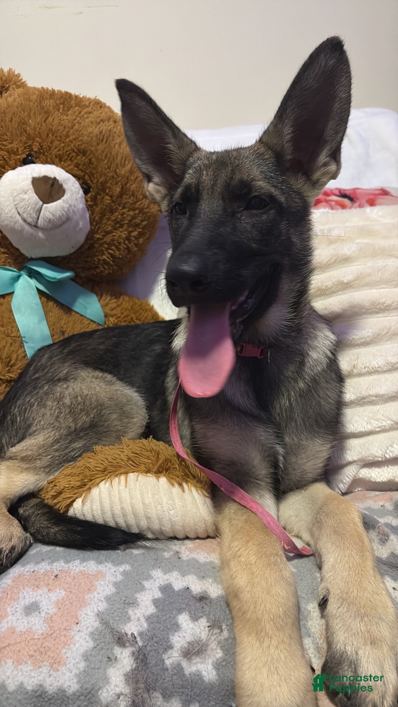 German Shepherd dogs  Blossom  - Ad 2