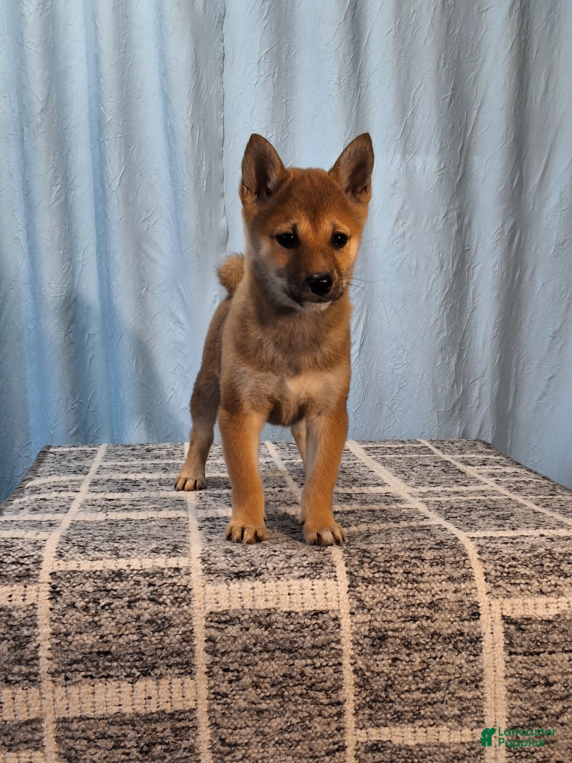 Shiba Inu dogs Pansy  - Ad 1