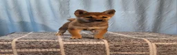 Shiba Inu dogs for sale: Pansy  - Ad 1