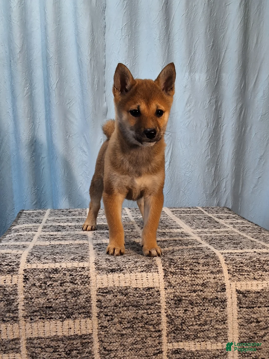 Shiba Inu dogs for sale: Pansy  - Ad 1