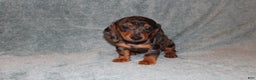Miniature Dachshund dogs for sale: Lucy Mini  - Ad 5