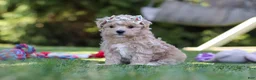 Maltipoo dogs for sale: Kris - Ad 3