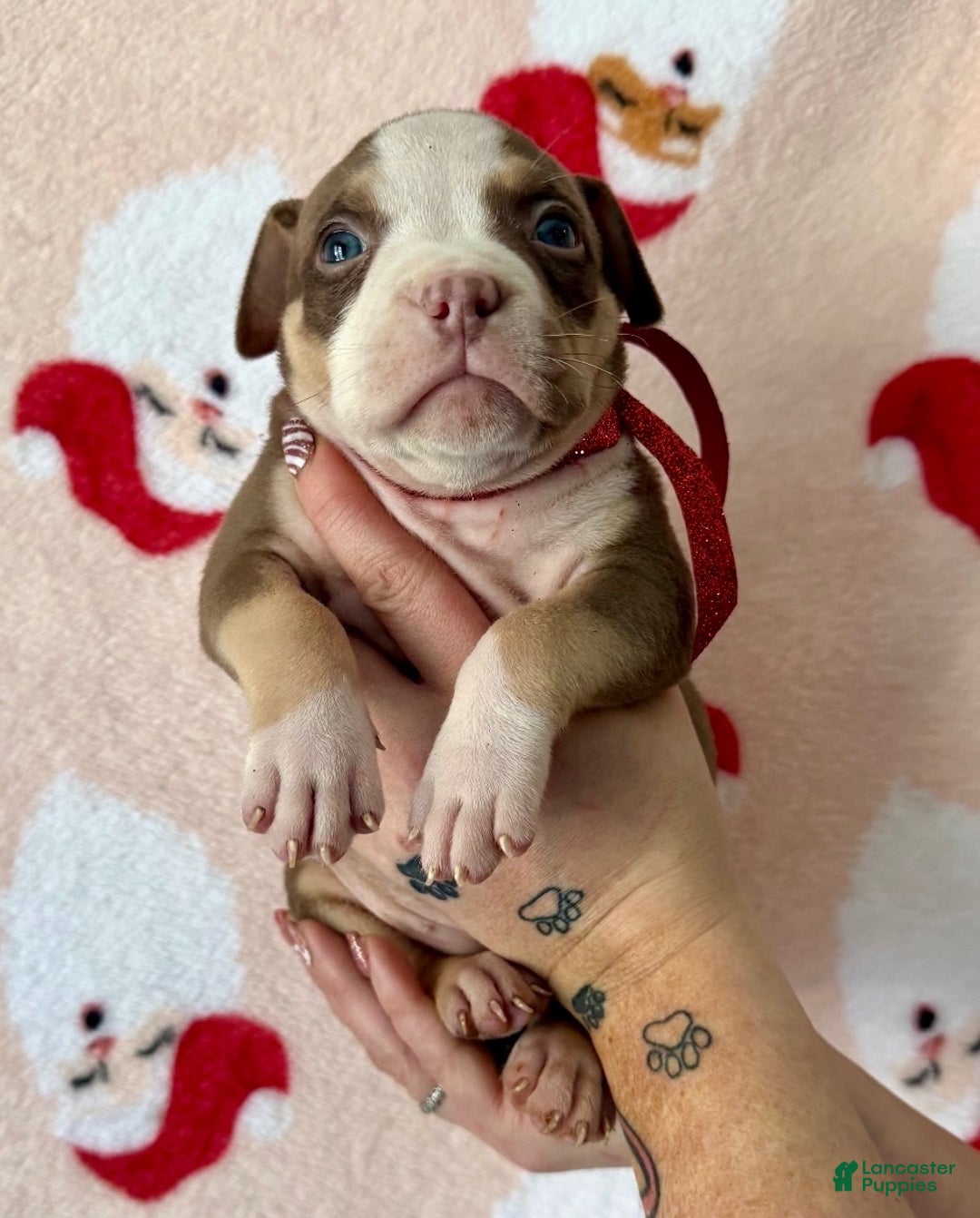 American Bully dogs for sale: Joker - Ad 1