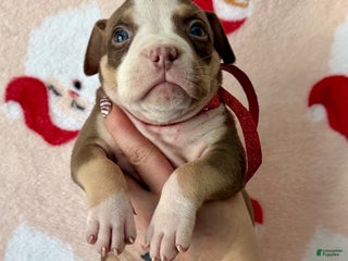 American Bully dogs Joker - Ad 42