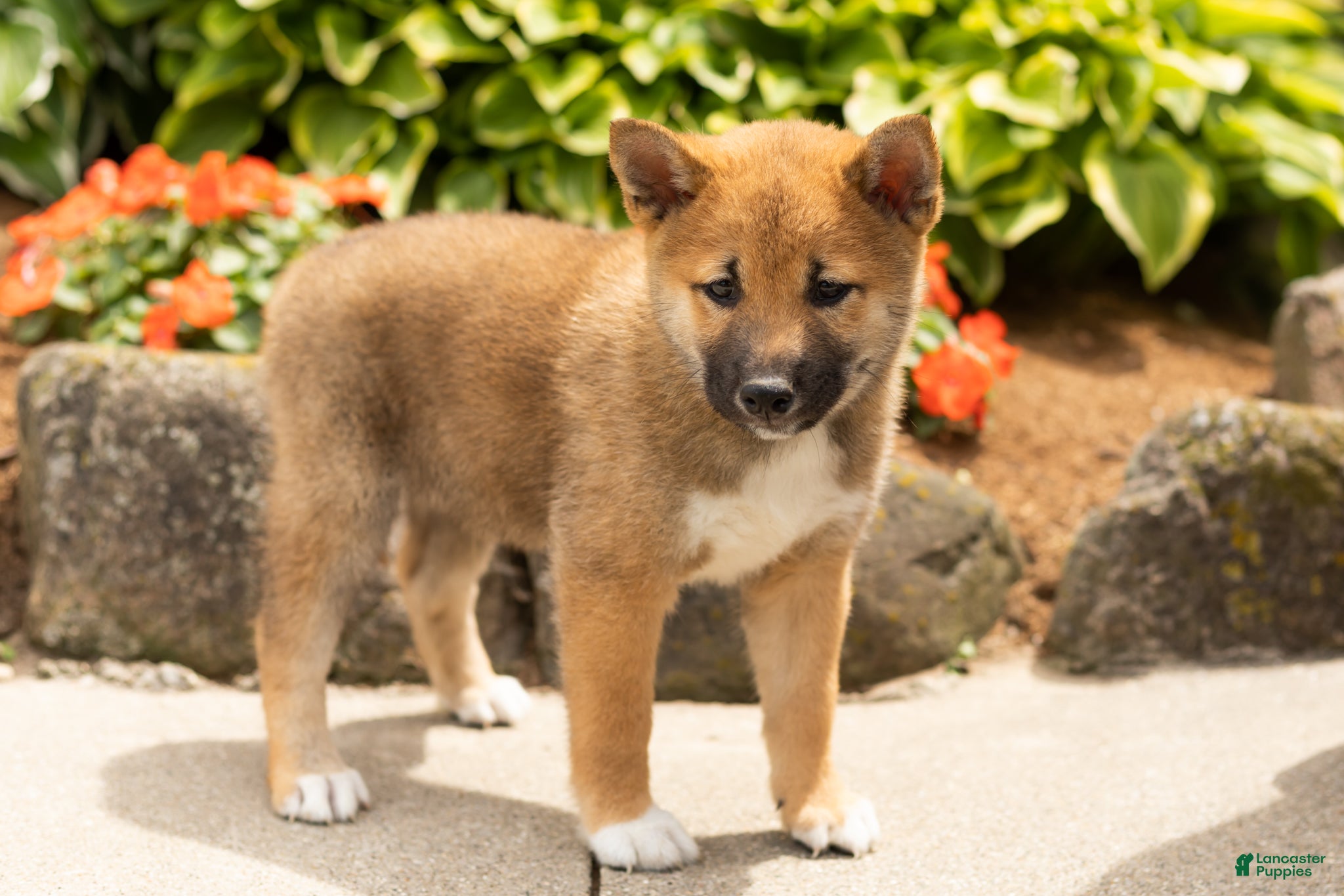 Shiba Inu dogs Jethro  - Ad 39