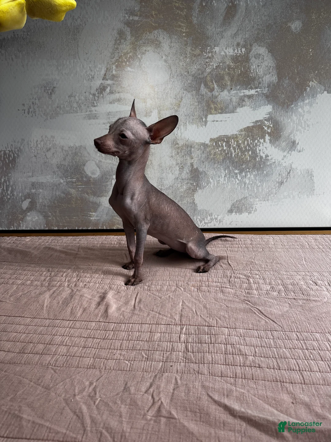 Mixed Breed dogs for sale: Cleopatra  - Ad 2