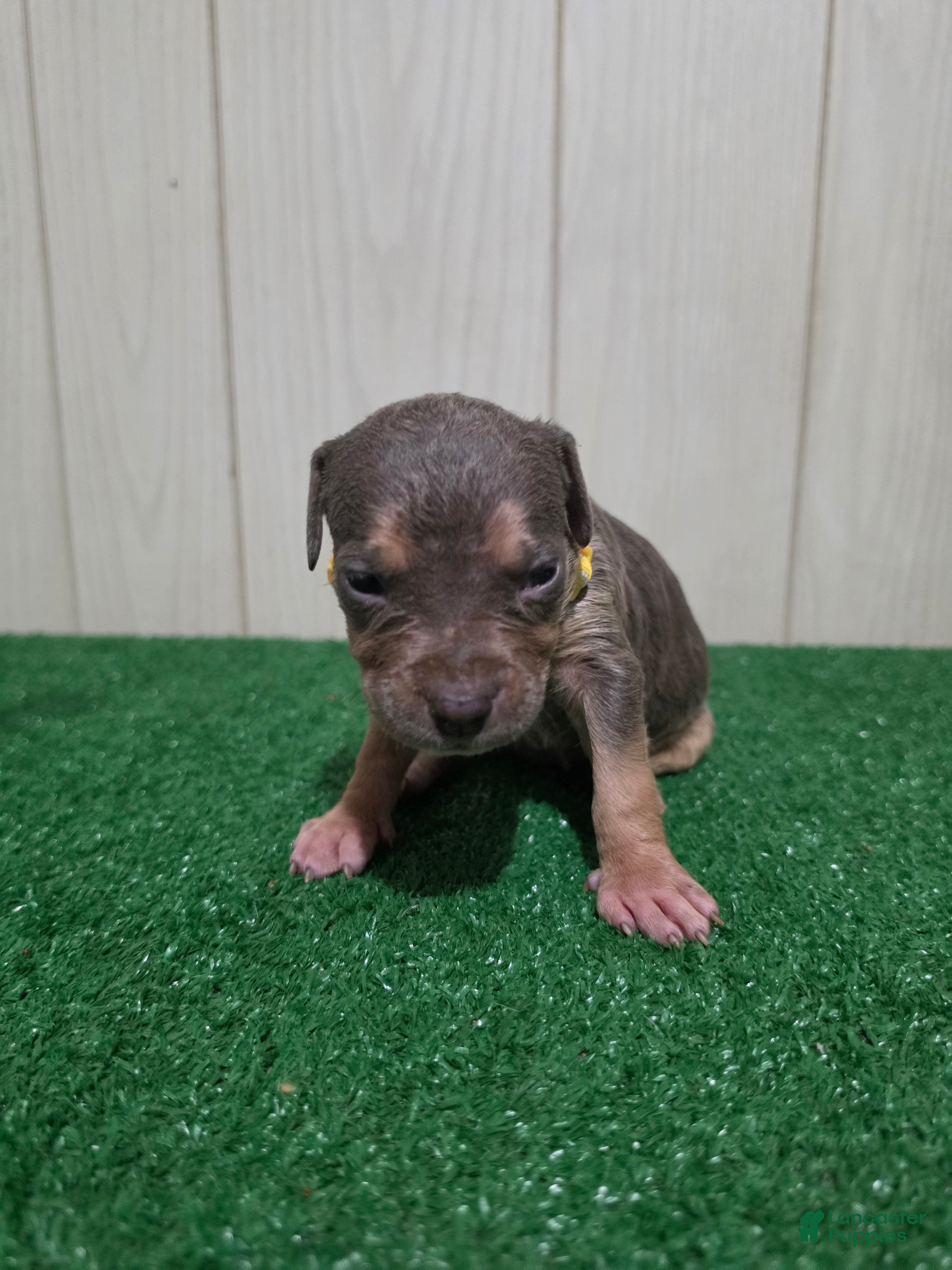 American Bully dogs for sale: American Bully XL Puppy 11 (Yellow Collar) - Ad 3