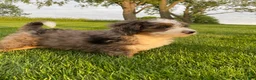 Mini Bernedoodle dogs for sale: Oliver - Ad 7