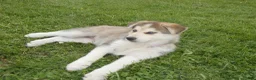 Gerberian Shepsky dogs for sale: Skye - Ad 3