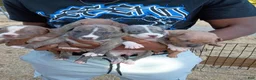 Mixed Breed dogs for sale: Mixed Breed 8 - Ad 1