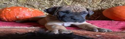 Great Dane dogs for sale: Lady - Ad 3