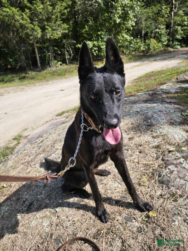 Dutch Shepherd dogs Mia - Ad 1