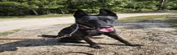 Dutch Shepherd dogs for sale: Mia - Ad 1