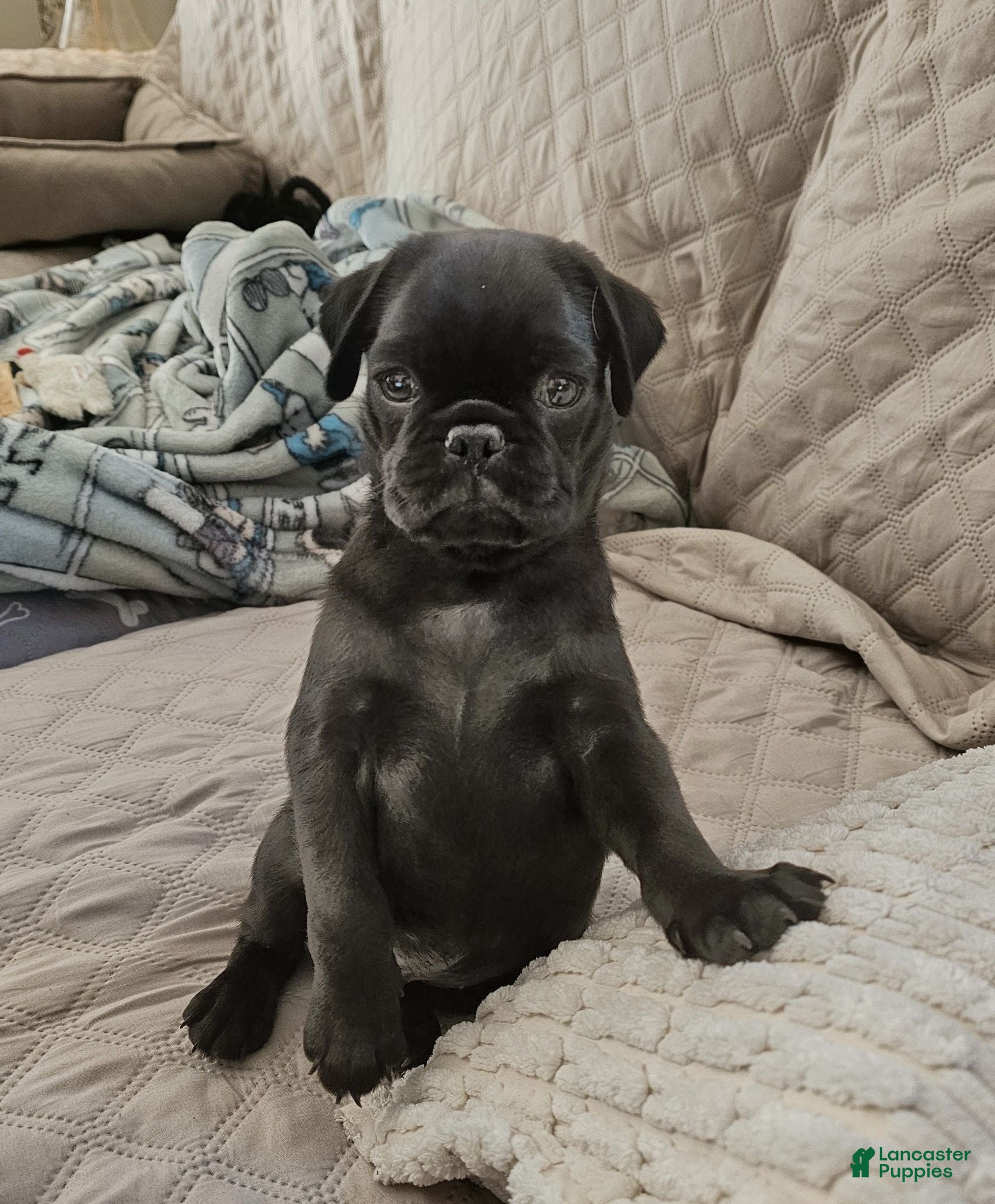Pug dogs Malcolm - Ad 1