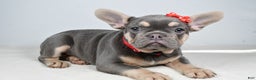 French Bulldog dogs for sale: Chester  - Ad 3