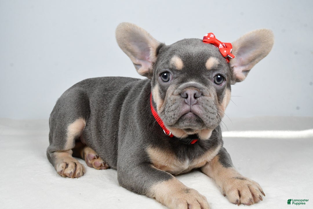 French Bulldog dogs for sale: Chester  - Ad 3