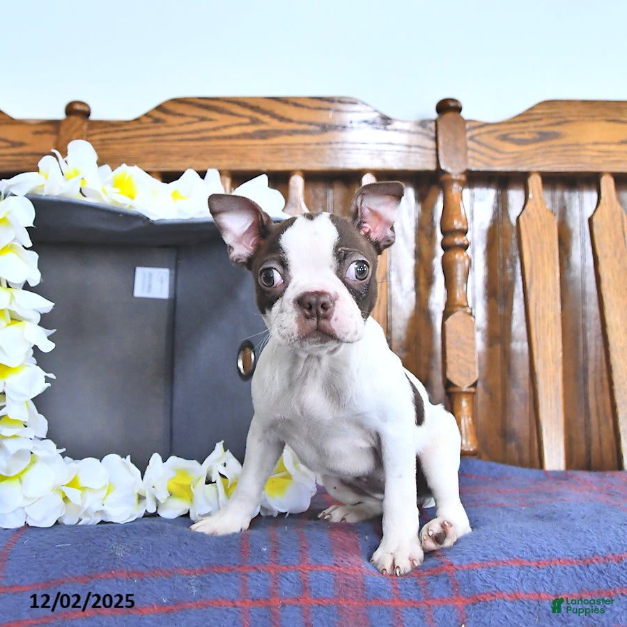 Boston Terrier dogs Tilly - Ad 12