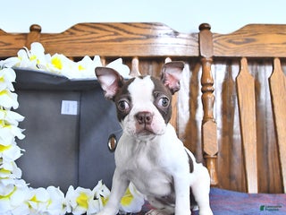 Boston Terrier dogs Tilly - Ad 41