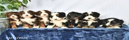 Mini Bernedoodle dogs for sale: Cyrus - Ad 5