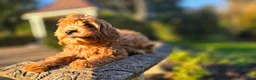 Cavapoo dogs for sale: Bryce - Ad 8