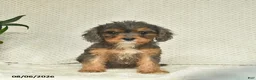 Cavapoo dogs for sale: Rose  - Ad 2