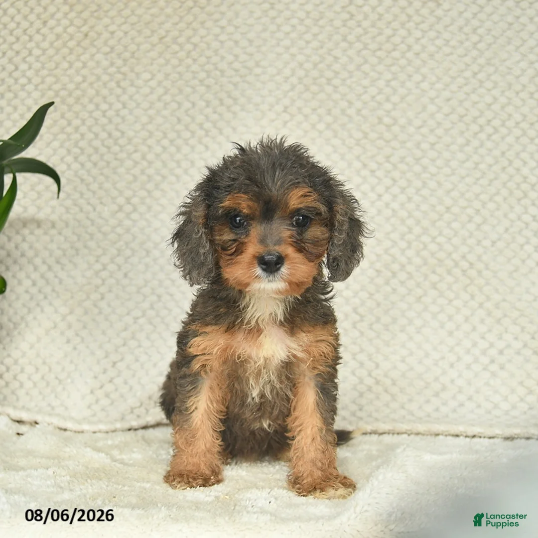 Cavapoo dogs for sale: Rose  - Ad 2