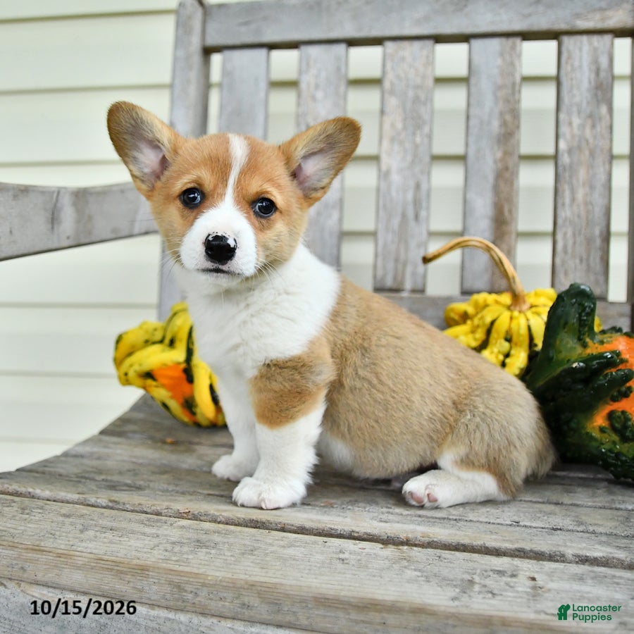 Welsh Corgi Pembroke dogs for sale: Little Bub - Ad 1
