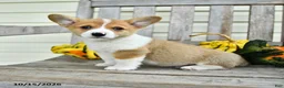 Welsh Corgi Pembroke dogs for sale: Little Bub - Ad 1