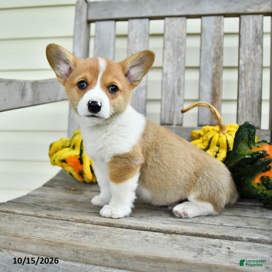 Welsh Corgi Pembroke dogs for sale: Little Bub - Ad 1