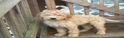 Goldendoodle dogs for sale: Goldendoodle Puppy 1 - Ad 1