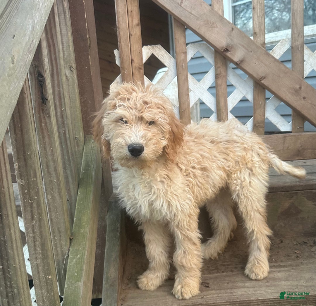 Goldendoodle dogs for sale: Goldendoodle Puppy 1 - Ad 1
