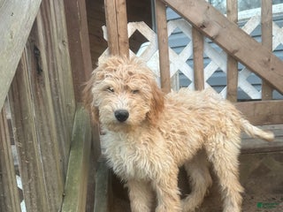Goldendoodle dogs Goldendoodle Puppy 1 - Ad 16